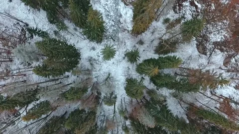 Aerial flying down drone shoot view of the pine in Slovakia. Stock Footage 150937596