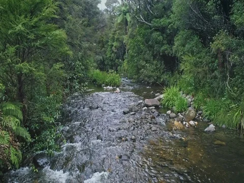 Aerial: flying down a tranquil river in a tropical forest. Coromandel, New Stock Footage 75997860
