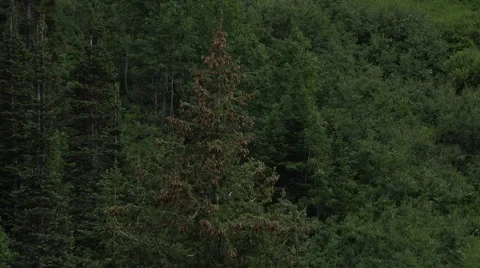 Aerial flying up forest mountain side 4K Stock Footage 40250185