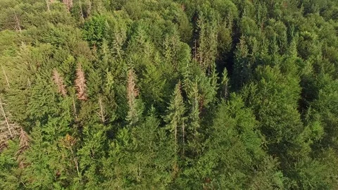 Aerial Flying Up  Forest Mountain Side Stock Footage 74633585
