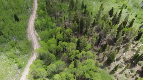 Aerial Flying Forward Alongside a Forested Dirt Road Stock Footage 197517437