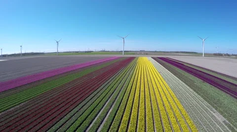 Aerial flying forwards tulip fields pink green yellow and white colors 4k Stock Footage 62823319