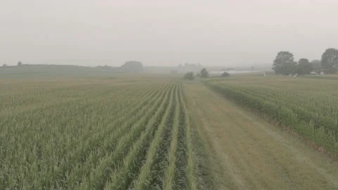 Aerial  Flying Low To Corn Field Vegetation 4K LOG. Stock Footage 230089380