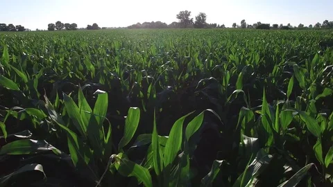 Aerial Flying Low Over Corn Field Stock Footage 80532595