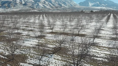 Aerial-Flying low over leafless winter fruit orchard toward mountain Stock Footage 101967148