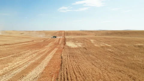 Aerial-Flying low over rolling field of ripe golden grain toward harvester Stock Footage 207350883