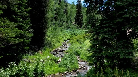 Aerial-Flying low over small stream between pine in mountains Stock Footage 112363826