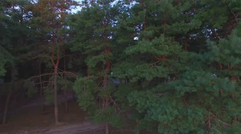 AERIAL: Flying near the pine tree in the forest. Sunrise. Stock Footage 53615567