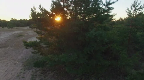 AERIAL: Flying near the pine tree in the forest. Sunrise. Stock Footage 53624095