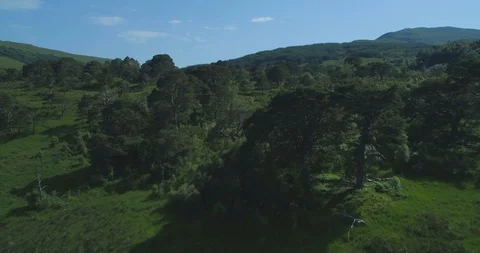 Aerial flying over ancient native Scots Pine forest Coille Coire Chuilc - Scots 스톡 동영상 115501323