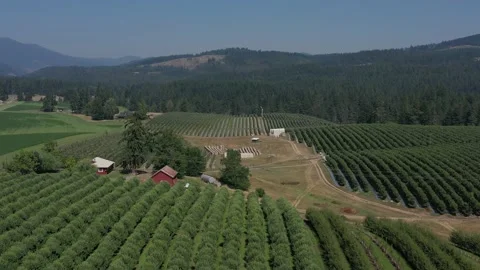 Aerial flying over apple tree fields in the state of Washington in the month of 库存影片 174054795