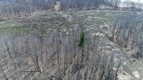 Aerial Flying Over Bare Trees And Clearcut Land In Forest After Winter Snow Stock-Footage 254213646
