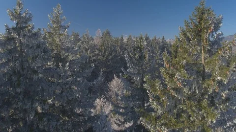 AERIAL: Flying over beautiful white frozen forest treetops in cold sunny winter Stock Footage