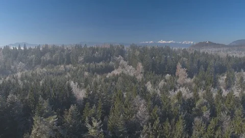 AERIAL: Flying over beautiful white frozen forest treetops in cold sunny winter Stock Footage