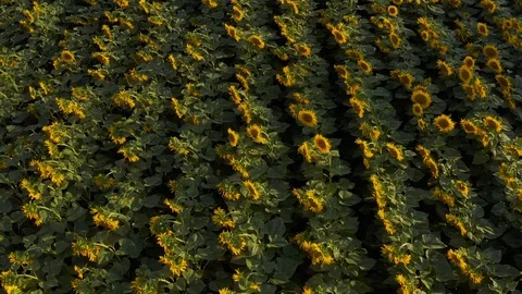 Aerial Flying over Blooming yellow sunflowers field Stock Footage