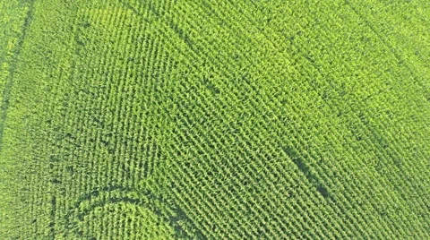 AERIAL Flying over a corn field in beautiful farmland in countryside Stock Footage 58840532
