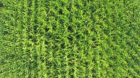 AERIAL Flying over a corn field in beautiful farmland in countryside Stock Footage 58840926