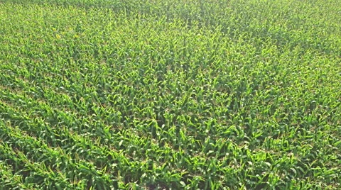 AERIAL Flying over a corn field in beautiful farmland in countryside Stock Footage 58841579
