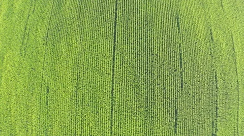 AERIAL Flying over a corn field in beautiful farmland in countryside Stock Footage 58842971