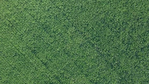 Aerial flying over corn field, plantation from up above, crop lines texture Stock Footage 114512686