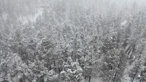 Aerial: Flying over deep pine forest in heavy blizzard snowstorm Stock Footage 127271264