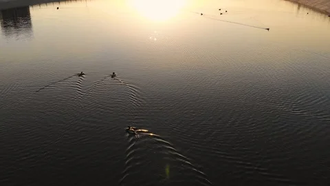 Aerial flying over ducks floating peacefully in a city park. Taken by drone Stock Footage 118954532