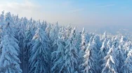 Aerial: Flying Over Endless Spruce Forest Covered In Snow On Gorgeous Winter Day Stock Footage