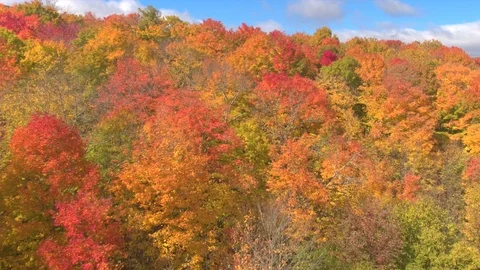 AERIAL: Flying over the fall foliage autumn trees in bright colored forest Stock Footage 79083122