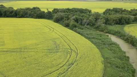 Aerial flying over farm fields filled with bright yellow canola and stream Stock Footage 291708132