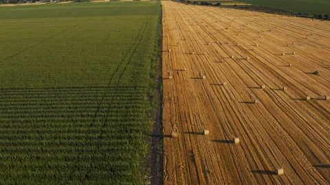 Aerial Flying over fields with straw bales at harvesting time, sunflowers and ma Stock Footage 112639466