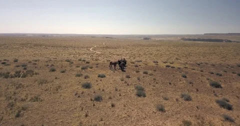 Aerial flying over five wild horses grazing in the sagebrush of the desert Stock Footage 117802674