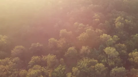 Aerial flying over a forest during sunrise in autumn Stock Footage 166114367