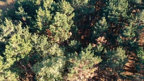 Aerial flying over the forest Stock Footage 97278231