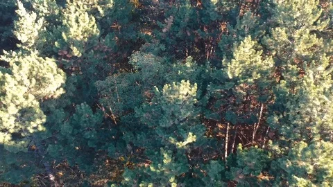 Aerial flying over the forest Stock Footage 97278232