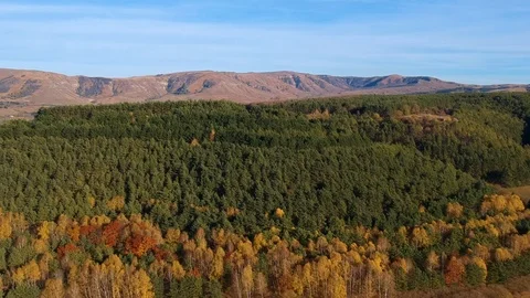 Aerial flying over the forest Stock Footage 97652542
