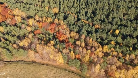 Aerial flying over the forest Stock-Footage 97652567