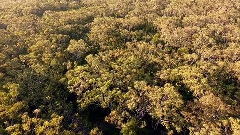 Aerial of flying over forest with view of tree tops Video stock 81570450