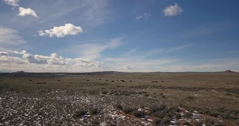 Aerial flying over herd of cattle grazing and moving from right to left Video stock 107110429