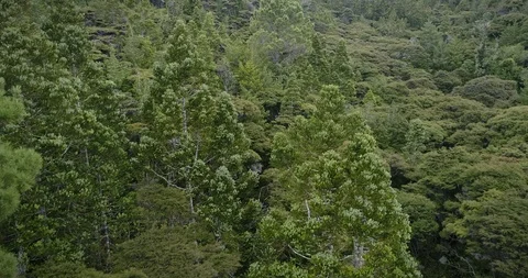 Aerial flying over a kauri and manuka forest in the Coromandel Peninsula, New Stock Footage 86733472