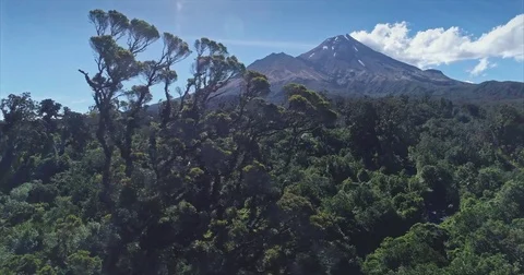 Aerial: flying over native forest on Mt Taranaki / Mt Egmont, New Zealand Vidéo 75730786