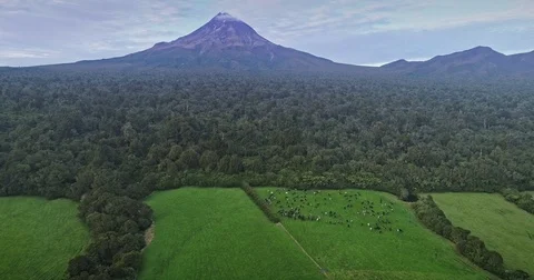 Aerial: flying over native forest and farm on Mt Taranaki / Mt Egmont Stock-Footage 75746738