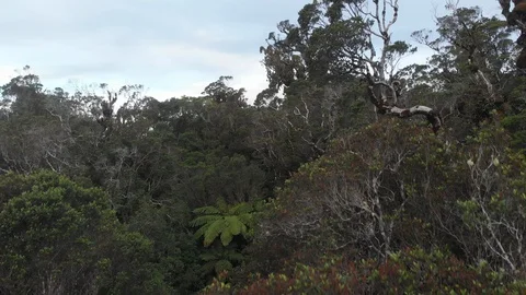Aerial flying over the native forest on Mt Taranaki / Mt Egmont New Zealand Stockbeeldmateriaal 127838069