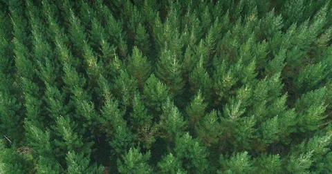 Aerial: flying over pine forest to be used for wood, New Zealand Stock Footage 76124892