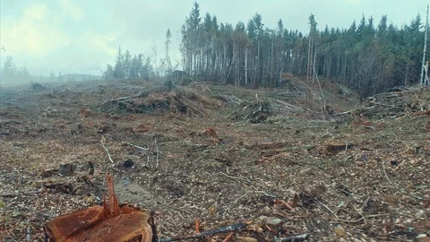 Aerial: flying over a pine forest cut down. California, USA Stock Footage 88778071