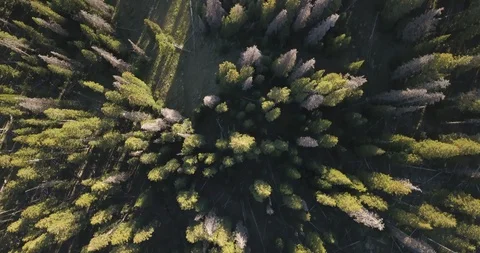 Aerial flying over pine forest in the late afternoon Stock Footage 99565404