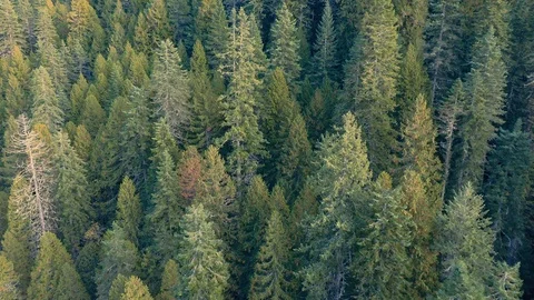 Aerial: Flying over a pine forest at sunset  Idaho, USA Stock Footage 122095507