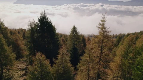 Aerial flying over the pine forest in Valsugana Stock Footage 164592327