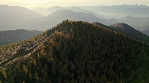 Aerial flying over the pine forest trees in Valsugana - Panarotta Stock Footage 164594986