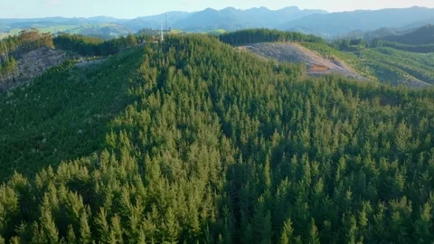 Aerial: Flying Over A Pine Forest In The Coromandel Peninsula, New Zealand Stock Footage 252314401