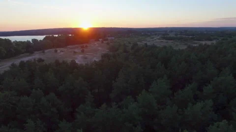 AERIAL: Flying over the pine tree in the forest. Sunrise. Stock Footage 53615266